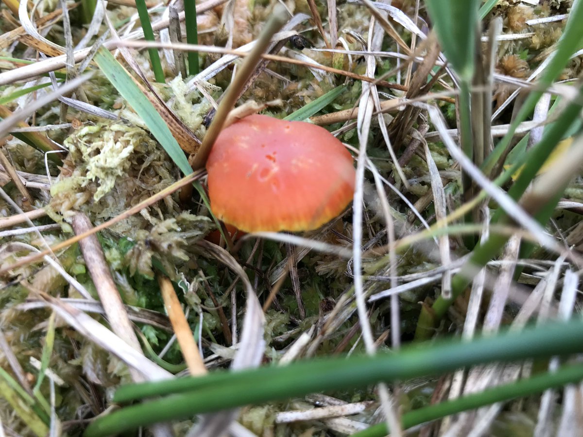 Arie Cees de Jong tweet media