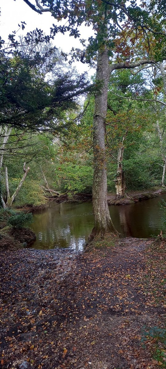 KerriePayne11's tweet photo. Enjoyed a walks through Kings Hat today,although it resulted in #nelsonwillow needing another bath and the washing machine to go on yet again 🤣
#soggydoggys #holidayswithdogs #muddydays #newforest #holidays #happydays #dontwanttogohome https://t.co/vH9JrXrubG
