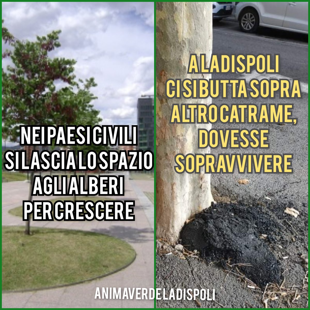 nutdesign_it's tweet photo. #ladispoli #animaverdeladispoli https://t.co/R2LXmAQvDL