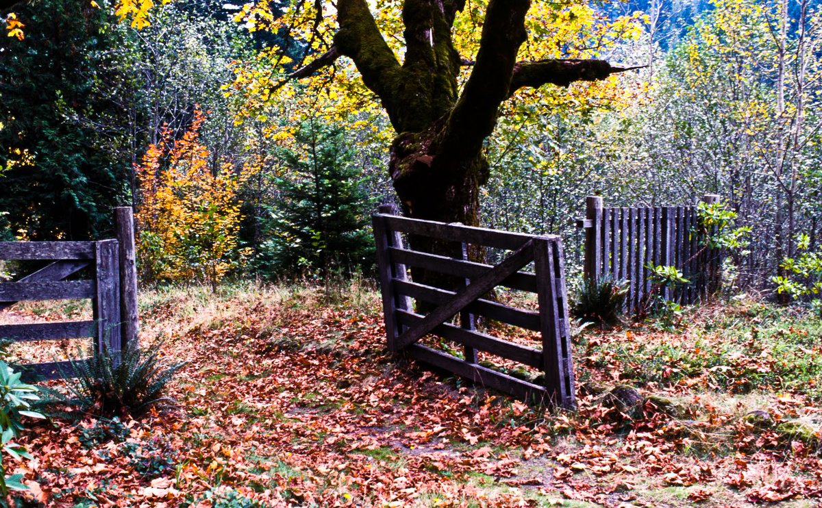 the_napf's tweet photo. “Nature is loved by what is best in us.”

—Ralph Waldo Emerson 🍂

#WednesdayWisdom https://t.co/DBmT55Eg9n