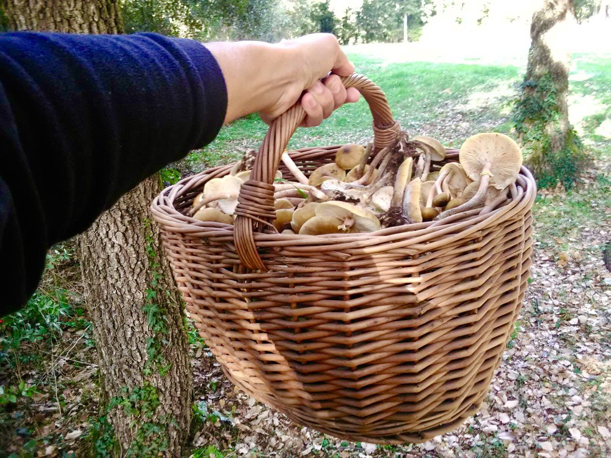jrgallifa's tweet photo. Rourencs🍄 (cama-secs de soca) de la Plana de Vic… ja “escapçarem” les cames amb tranquil·litat (un perd la paciència separant el barret, és a dir, el tros bo😋)! https://t.co/jfnea8GAam