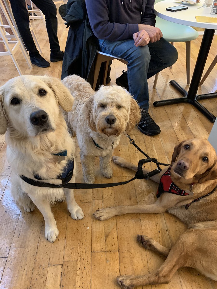 coffeesaints's tweet photo. Look at those faces! George, Yogi and Freddie popped in today- all very tired, they have walked all over #Edinburgh , so having a very well earned break and the doggy biscuits went down a treat too! πΆπ΄ #TiredPups #Dogfriendly #coffeesaintsdogs #DugsWelcome #WhoseAGoodBoy https://t.co/K7sQThQAvV