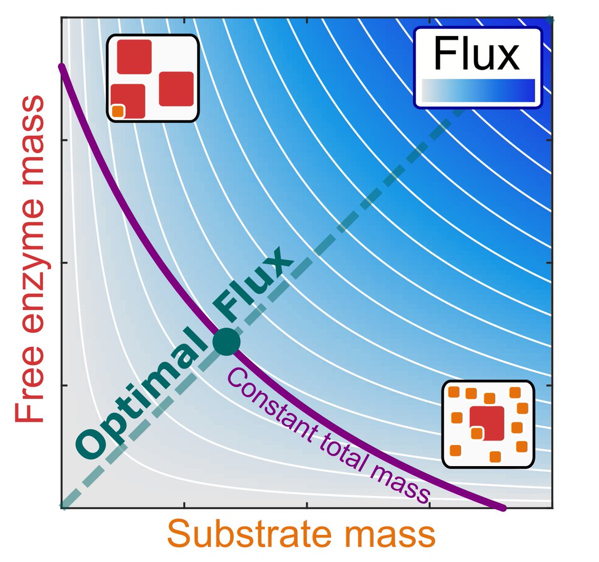 Martin Lercher (@martinjlercher) on Twitter photo It's FINALLY official: a surprisingly simple relationship between the concentrations of enzymes and their substrates. Fantastic work by Hugo Dourado, with great contributions by <a href="/matteomori87/">Matteo Mori</a> and Terry Hwa.
#PLOSBiology plos.io/3Ef9or0 <a href="/HHU_de/">Heinrich-Heine-Universität Düsseldorf</a> <a href="/UCSDPhysics/">UC San Diego Physics</a> It's FINALLY official: a surprisingly simple relationship between the concentrations of enzymes and their substrates. Fantastic work by Hugo Dourado, with great contributions by <a href="/matteomori87/">Matteo Mori</a> and Terry Hwa.
#PLOSBiology plos.io/3Ef9or0 <a href="/HHU_de/">Heinrich-Heine-Universität Düsseldorf</a> <a href="/UCSDPhysics/">UC San Diego Physics</a>