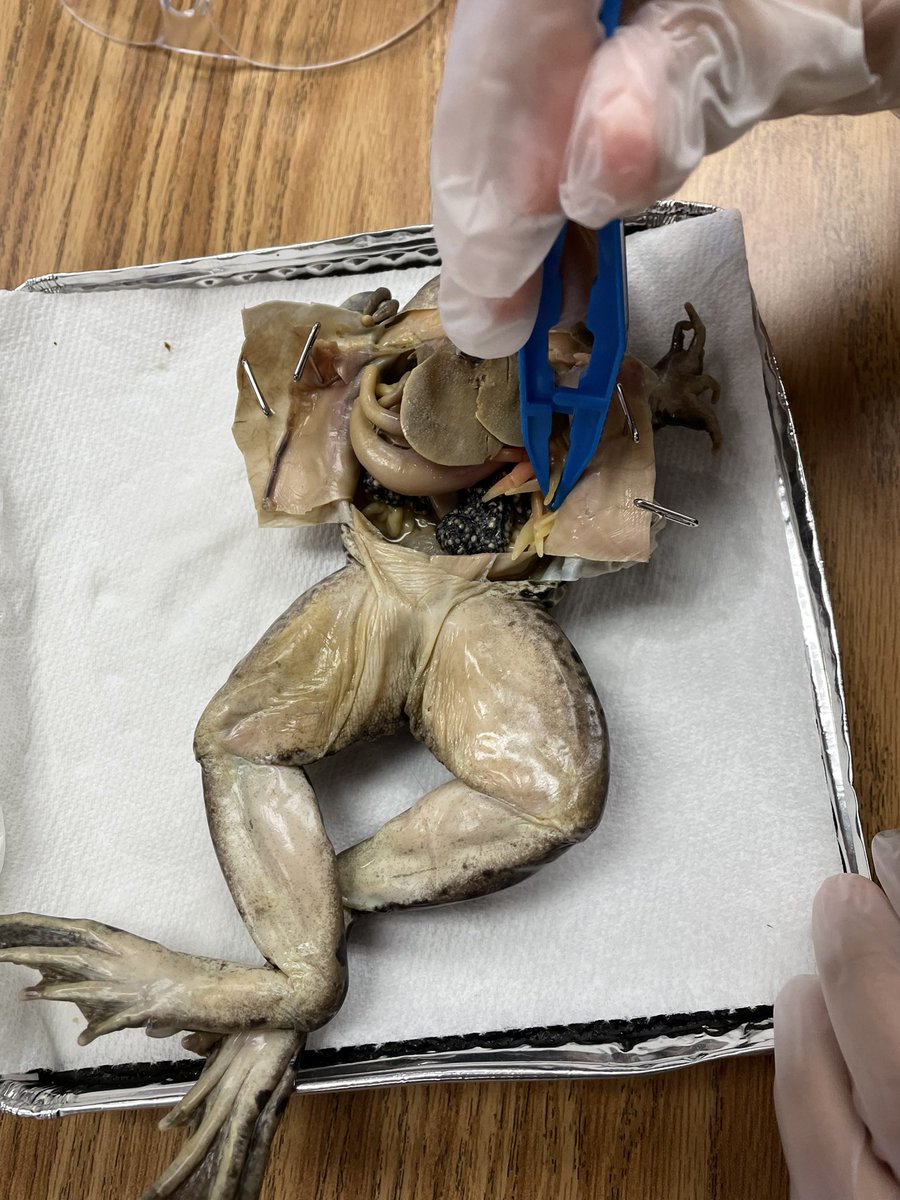 Stephanie Alder tweet media