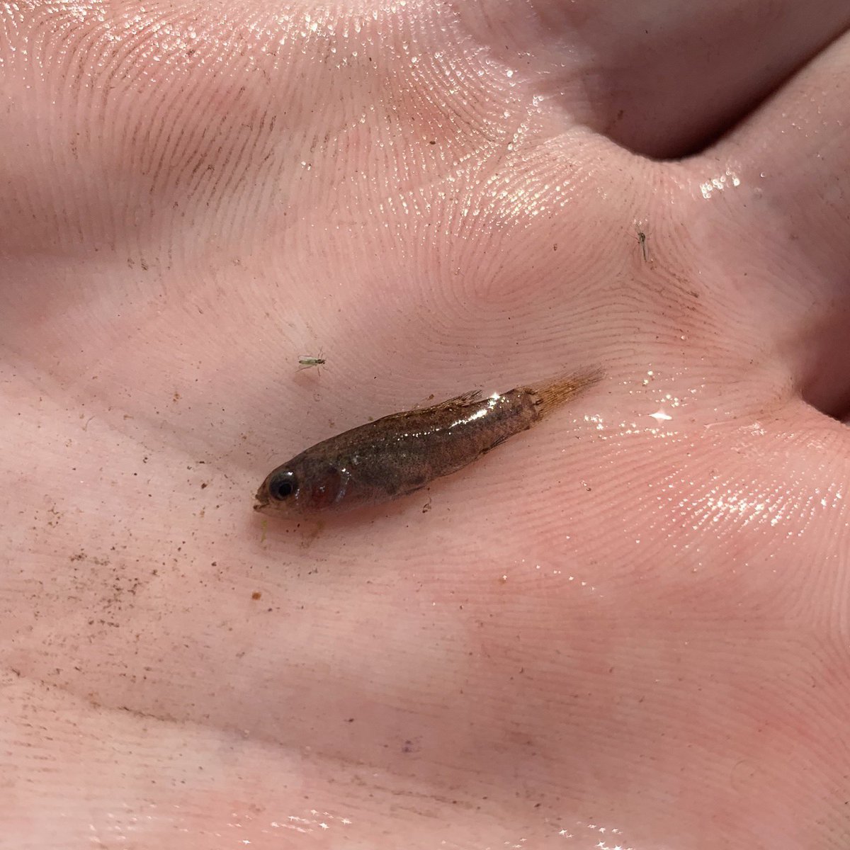 fstonefishes's tweet photo. first post in a whiiiile.  had to return with a sandhills chub (the best chub) and a neat little everglades pygmy sunfish.  I discovered this weird population of evergladei in a Sandhills headwater stream a couple years ago.  far from home as their name implies! https://t.co/V75N22Btoi
