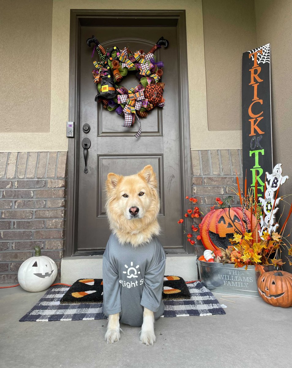 everlightsolar's tweet photo. Mid-week Heart Melt 🎃
Here's some motivation to get you through the rest of the week 🦎
#EverlightPets #SpookyPets #SpookySzn #HappyHalloween https://t.co/5tAVo8PHRW