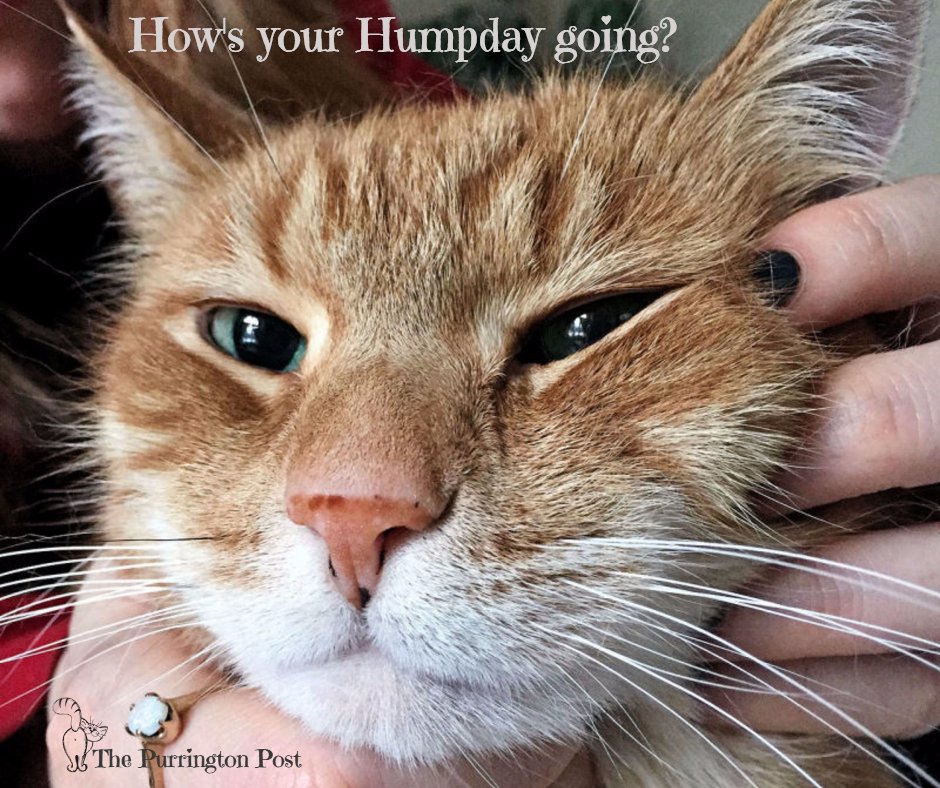 purringtonpost's tweet photo. Happy Hump Day! #catsrule https://t.co/5cfXRwGZbq