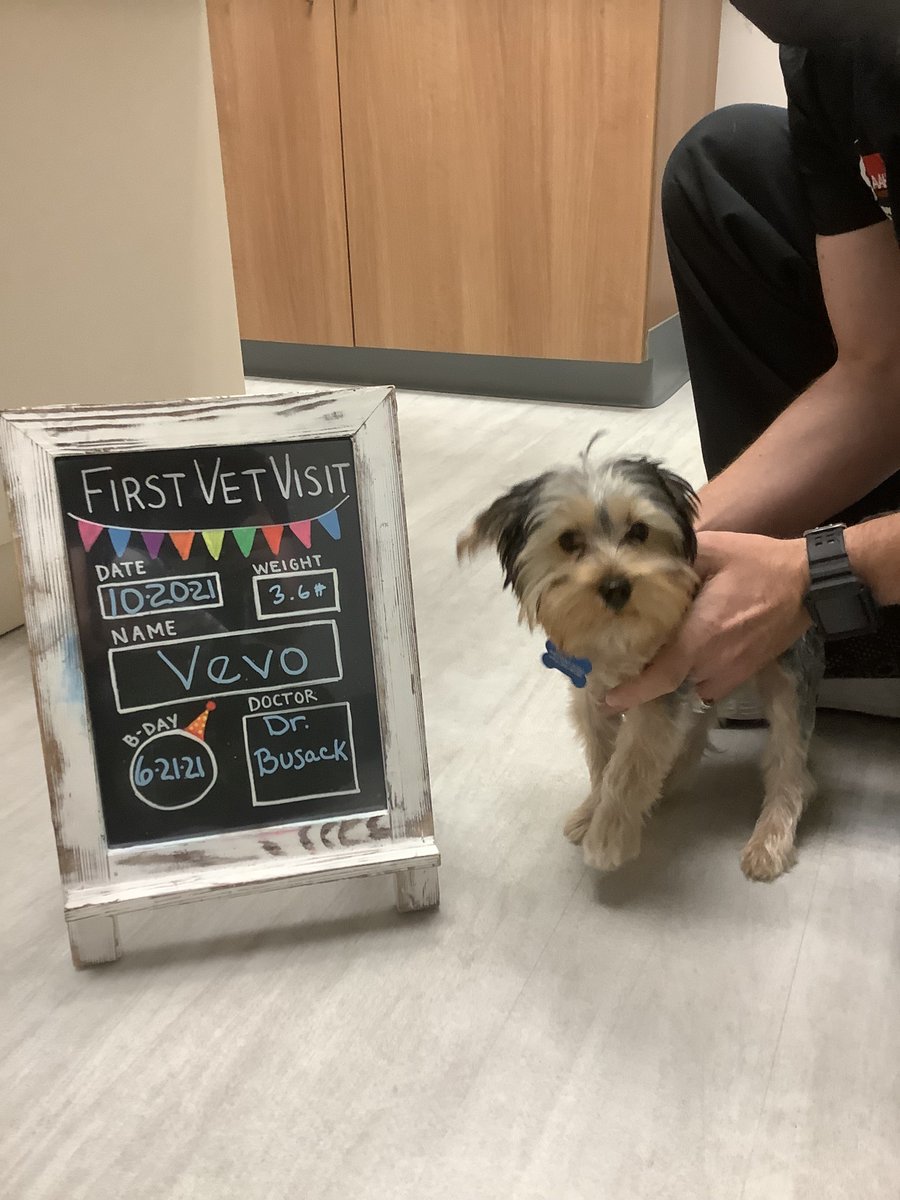 BartelsBusack's tweet photo. Happy Wet Nose Wednesday! #FirstVetVisits #Cookie #Vevo #Nox #BraveKids https://t.co/11upZNrshn