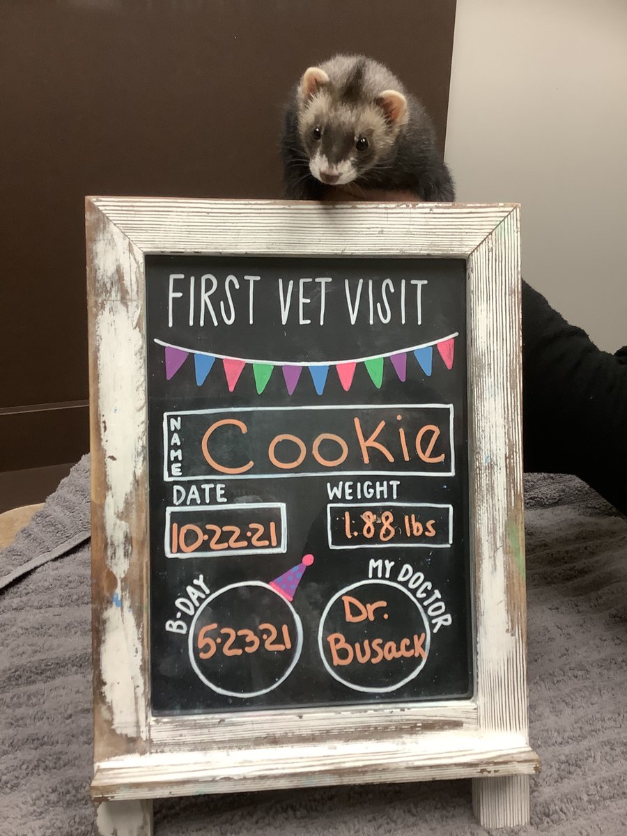 BartelsBusack's tweet photo. Happy Wet Nose Wednesday! #FirstVetVisits #Cookie #Vevo #Nox #BraveKids https://t.co/11upZNrshn