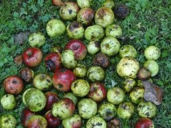 Autumn has arrived in Kentucky, and it is time to focus on fruit, orchard, and vineyard sanitation. Good sanitation practices can help reduce disease-causing pathogens. 

kentuckypestnews.wordpress.com/2021/10/26/fru…)