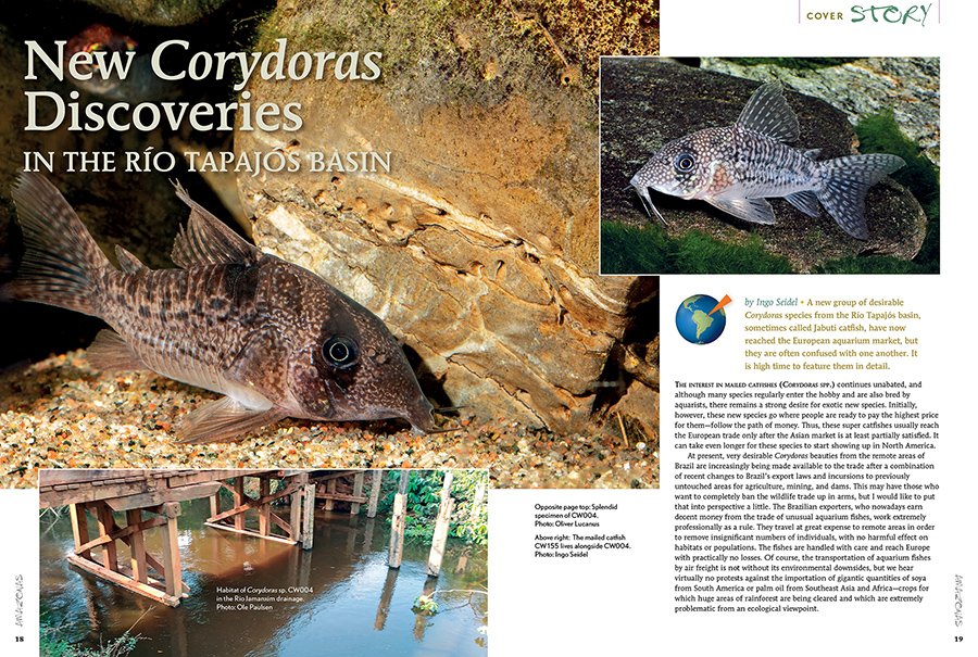 AmazonasMag's tweet photo. #AMAZONASmagazine #InsideLook: Ingo Seidel features a new group of desirable #Corydoras species from the #RíoTapajós basin, sometimes called #Jabuti #catfish. They have now reached the European #aquarium market, but they are often confused with one another.
#corycat #corycatfish https://t.co/3Book1i3ss