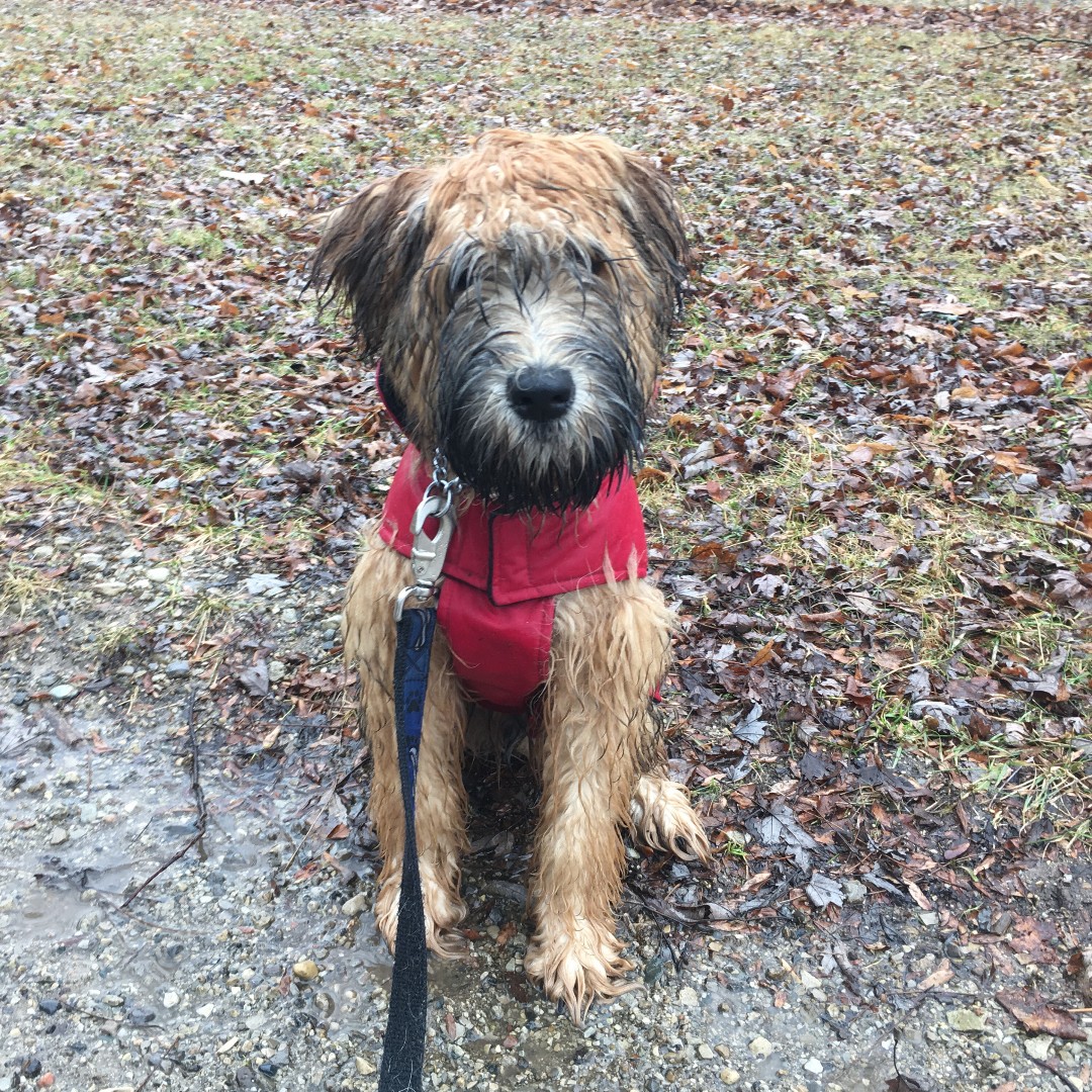 Complete K9 Inc. tweet media