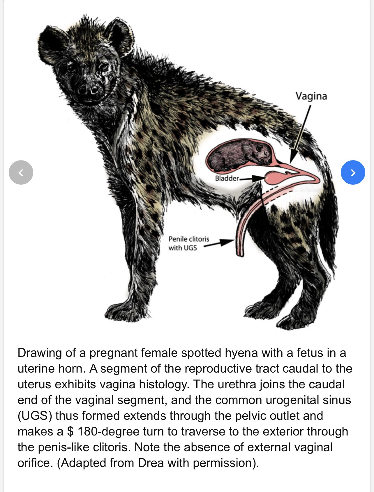 Spotted Hyena Female Anatomy