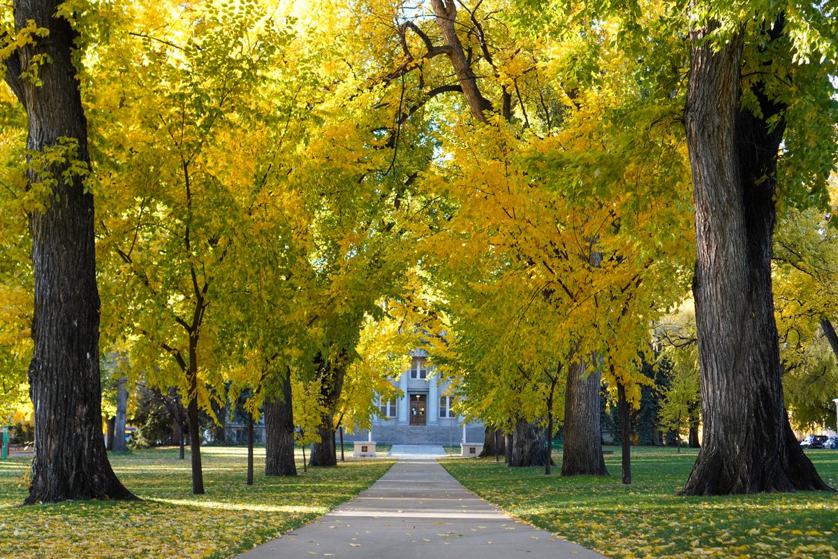 Green                         Gold
                   🤝                               
   Fall at #ColoradoState