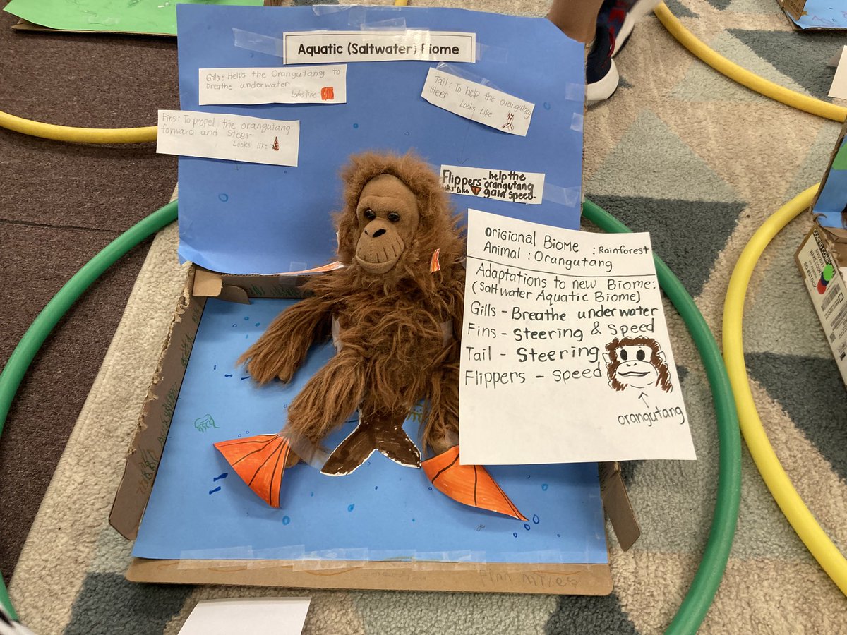 eschmedding's tweet photo. ⁦@DDEDolphins⁩ changing adaptations for survival in new Biomes.Students loved the challenge. #environmentalengineers https://t.co/ORpHcknriB