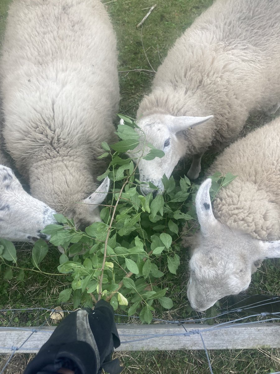 Hungry Sheep 😅🐑🐑 #food #sheep #lambs #autumn #halloween #animals #winter #wildlife #nature #wildlifephotography #NaturePhotography #marshlandslakesidenatureretreat
