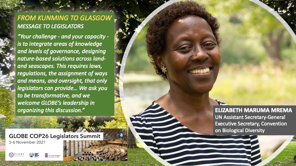 GLOBE_intl's tweet photo. NEW 🎙Delighted to publish Elizabeth Muruma Mrema, Executive Director, Convention on #Biodiversity message to #legislators  gathering @COP26 #GLOBECOP26Summit

From #Kunming to #GlasgowCop26 Blog ➡️ https://t.co/FJgRVCknF6

@mremae @UNBiodiversity #ForNature #COP15 #COP26 https://t.co/GulWFBWFc4