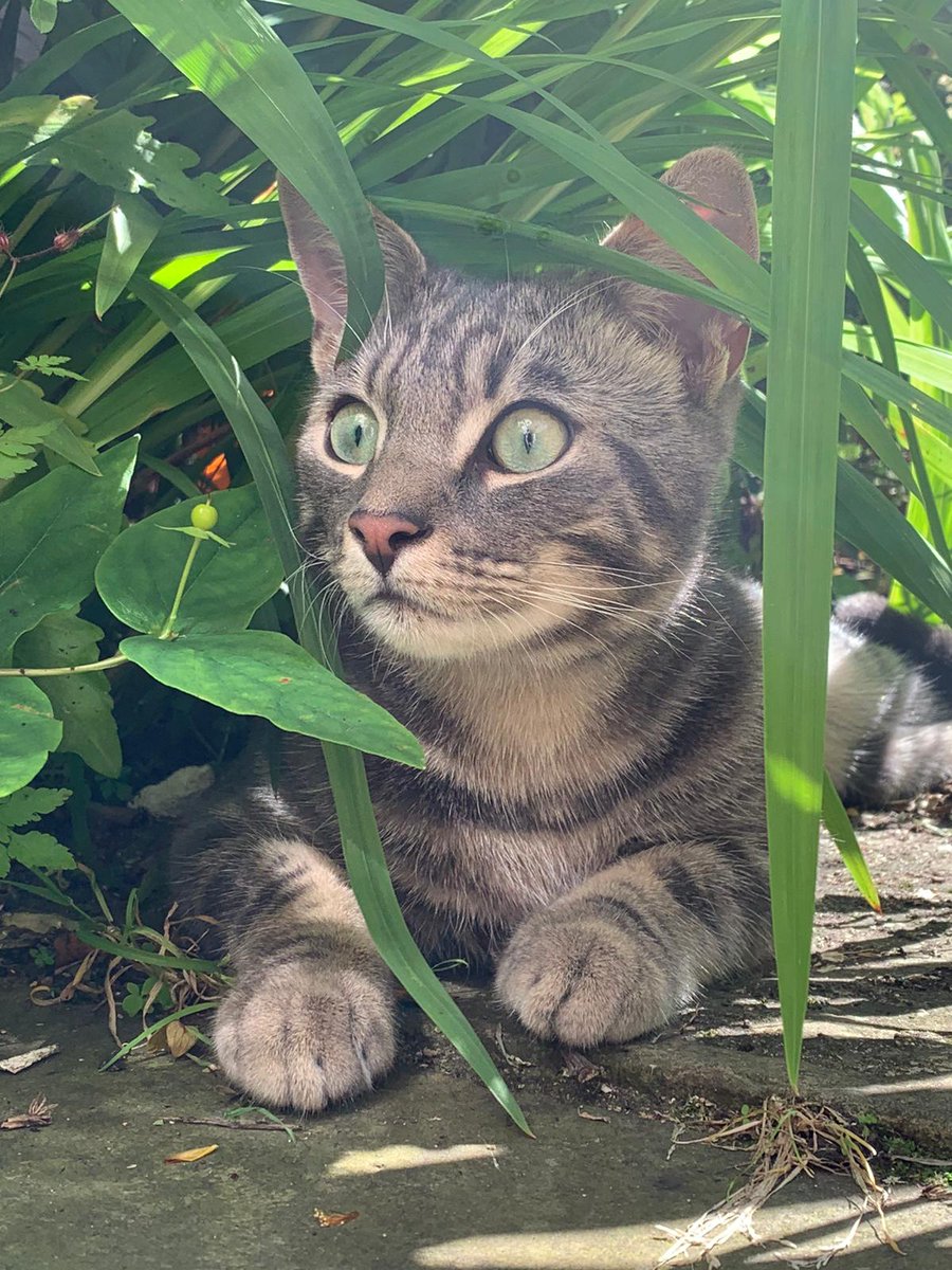 Twitty_Raph's tweet photo. Additional photos of Pip #Missing #cats #islington #barnsbury https://t.co/8IIx85nNIU