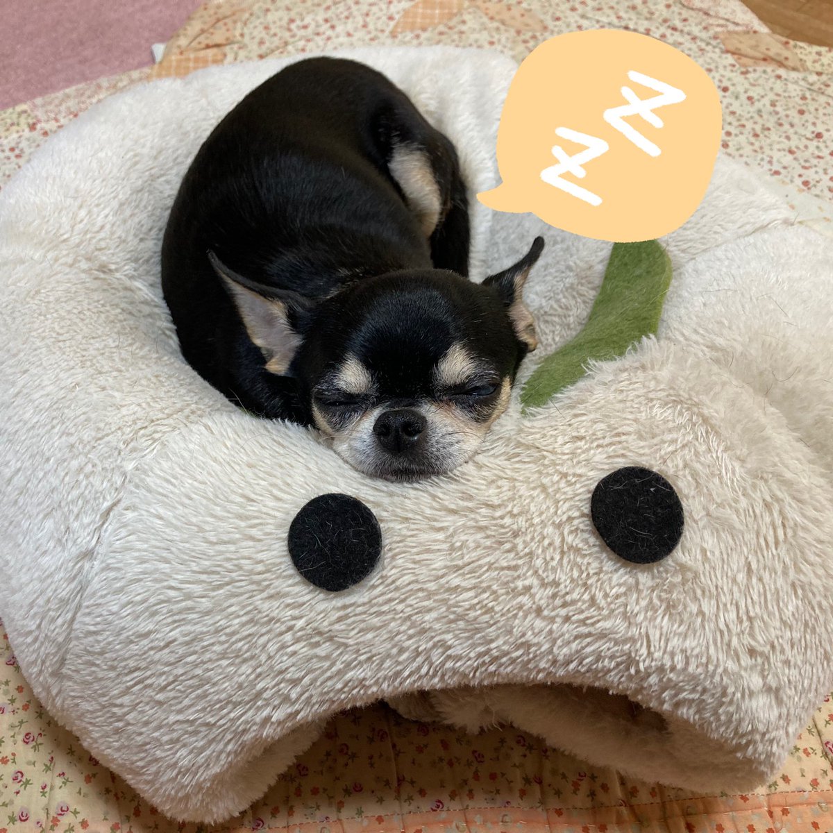 ハイジママ 高岡まちこ 犬ごはん Machiko Heidi Twitter