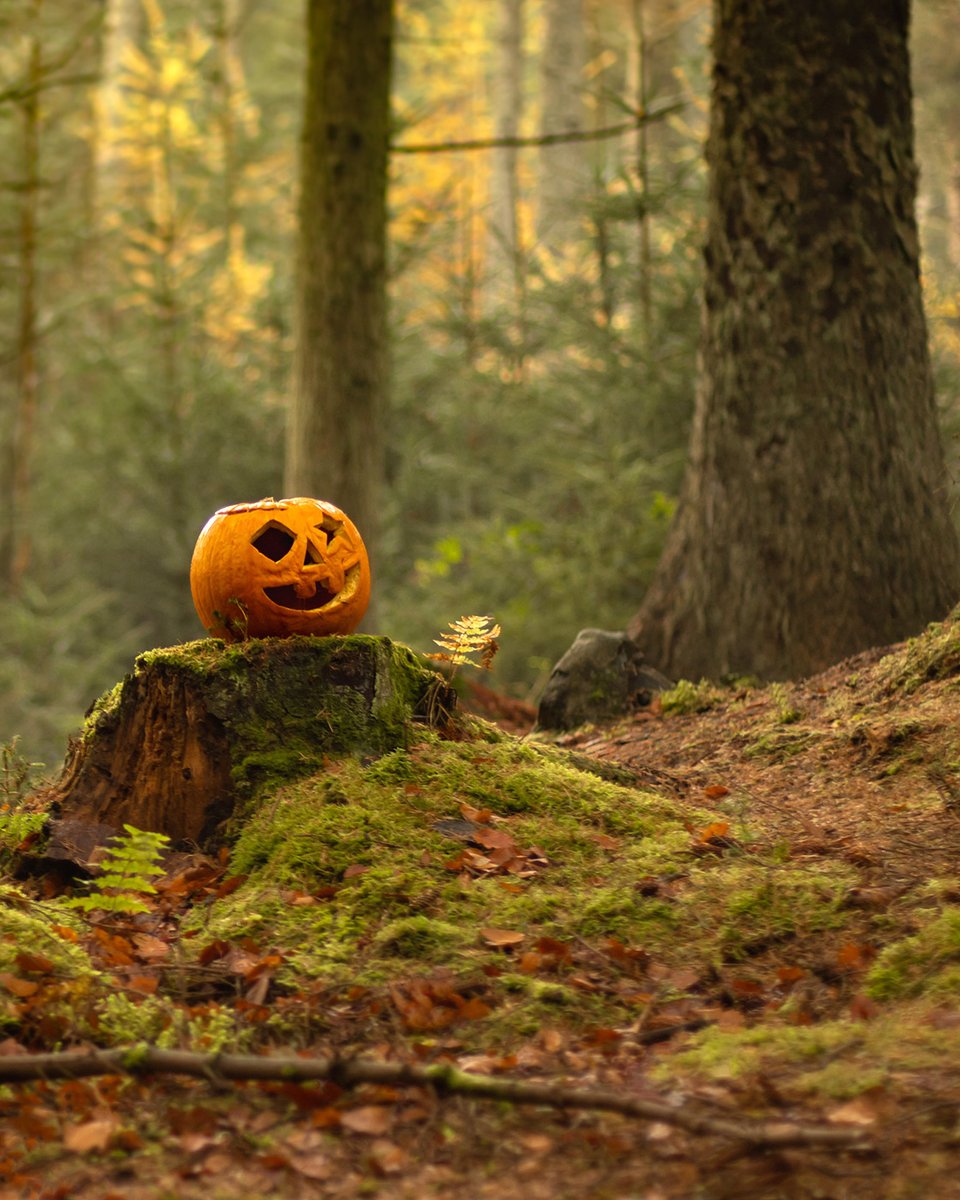 SherwoodHoliday's tweet image. 👻 Darkness is coming! Those arriving this week may be in for a shock, as guests and fellow holidaymakers prepare for our eagerly anticipated #Halloween event on Saturday night. Join us for some fun, as caldrons bubble and pumpkins glow by moonlight. 🎃 sherwoodforestholidaypark.co.uk/holiday-park-n…