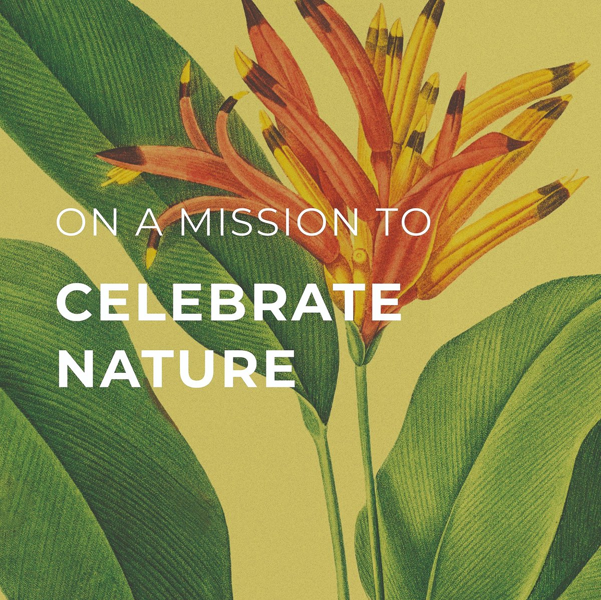 Seeds of Colour tweet media