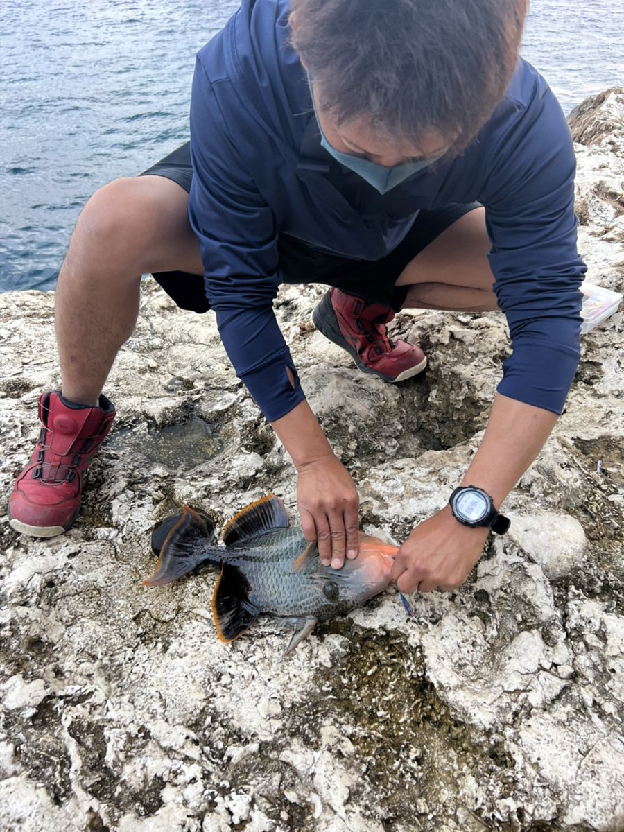GAMISAN18's tweet photo. 仕事の合間に久々の釣り🎣
#カスミアジ
#モンガラ？
#北大東島
#釣り https://t.co/6QvLYSVVHs