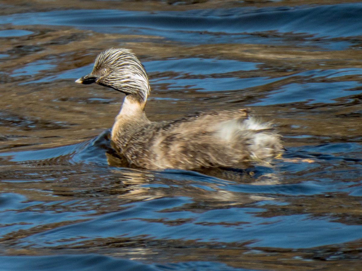 c_mperman's tweet photo. Lovely day in Canberra today. Managed a short #CanberraWalks to the wetlands @MulligansFlat. No spectacular birdlife observed, but some attractive pics ...
@KMRiethmiller @GbhvfRon @wapple15 @CraigAllenCBR https://t.co/hlM8sOBrNU