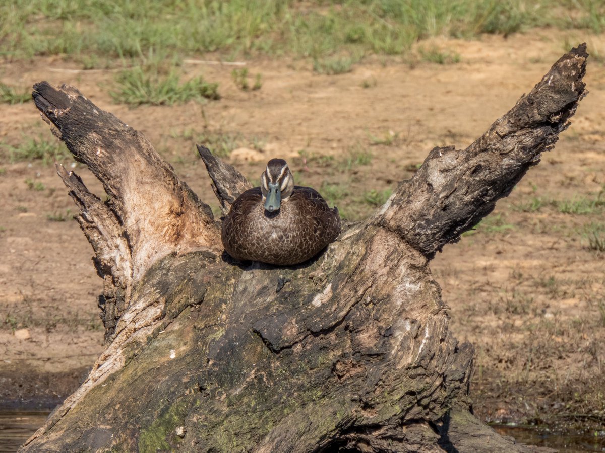 c_mperman's tweet photo. Lovely day in Canberra today. Managed a short #CanberraWalks to the wetlands @MulligansFlat. No spectacular birdlife observed, but some attractive pics ...
@KMRiethmiller @GbhvfRon @wapple15 @CraigAllenCBR https://t.co/hlM8sOBrNU