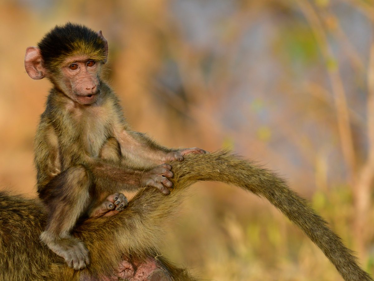 Please vote for my photo on challenge.pangolinphoto.com/photo-challeng…