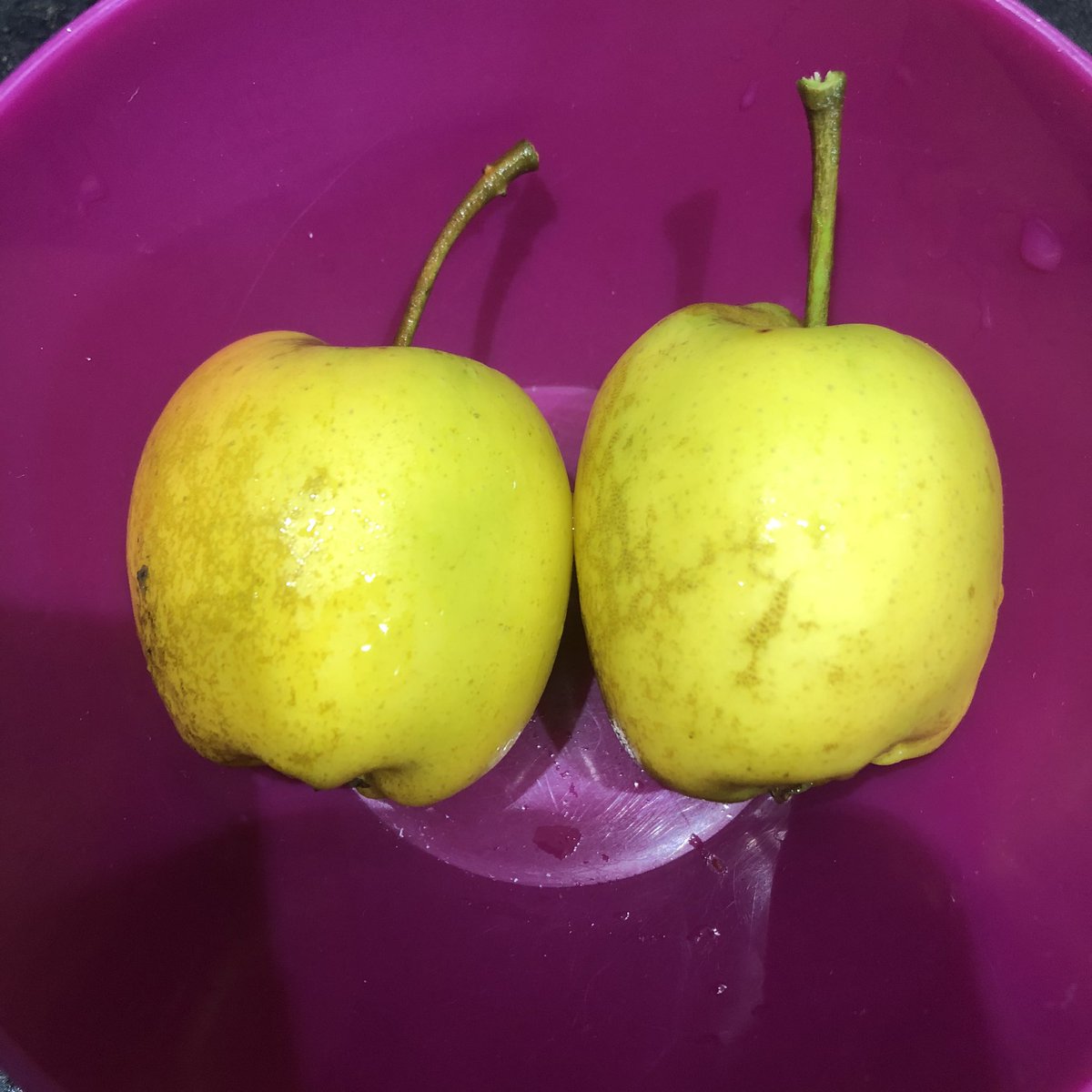 SophieGooner's tweet photo. #proudmoment
Eating my own home grown apples for lunch.
Verdict- small but delicious!
๐ ๐ โ
#hopeforbiggernextyear
#nomaggots https://t.co/NEn2OhGf5i