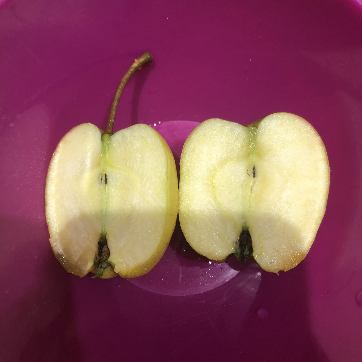 SophieGooner's tweet photo. #proudmoment
Eating my own home grown apples for lunch.
Verdict- small but delicious!
๐ ๐ โ
#hopeforbiggernextyear
#nomaggots https://t.co/NEn2OhGf5i