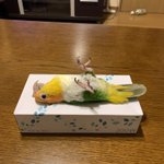 何してるんだろ？一瞬ドキッとするインコの姿!w