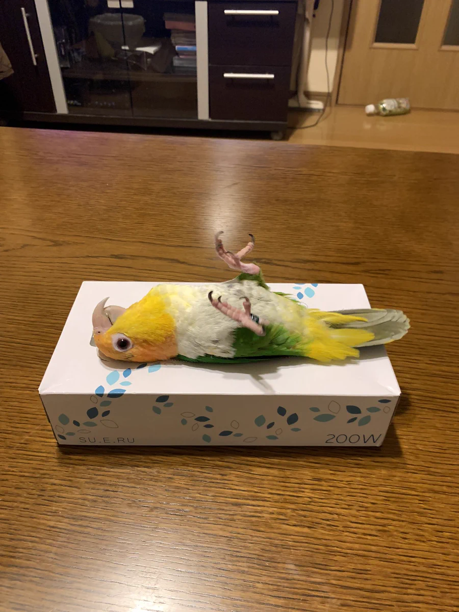 何してるんだろ？一瞬ドキッとするインコの姿！ｗｗ