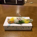 何してるんだろ？一瞬ドキッとするインコの姿!w