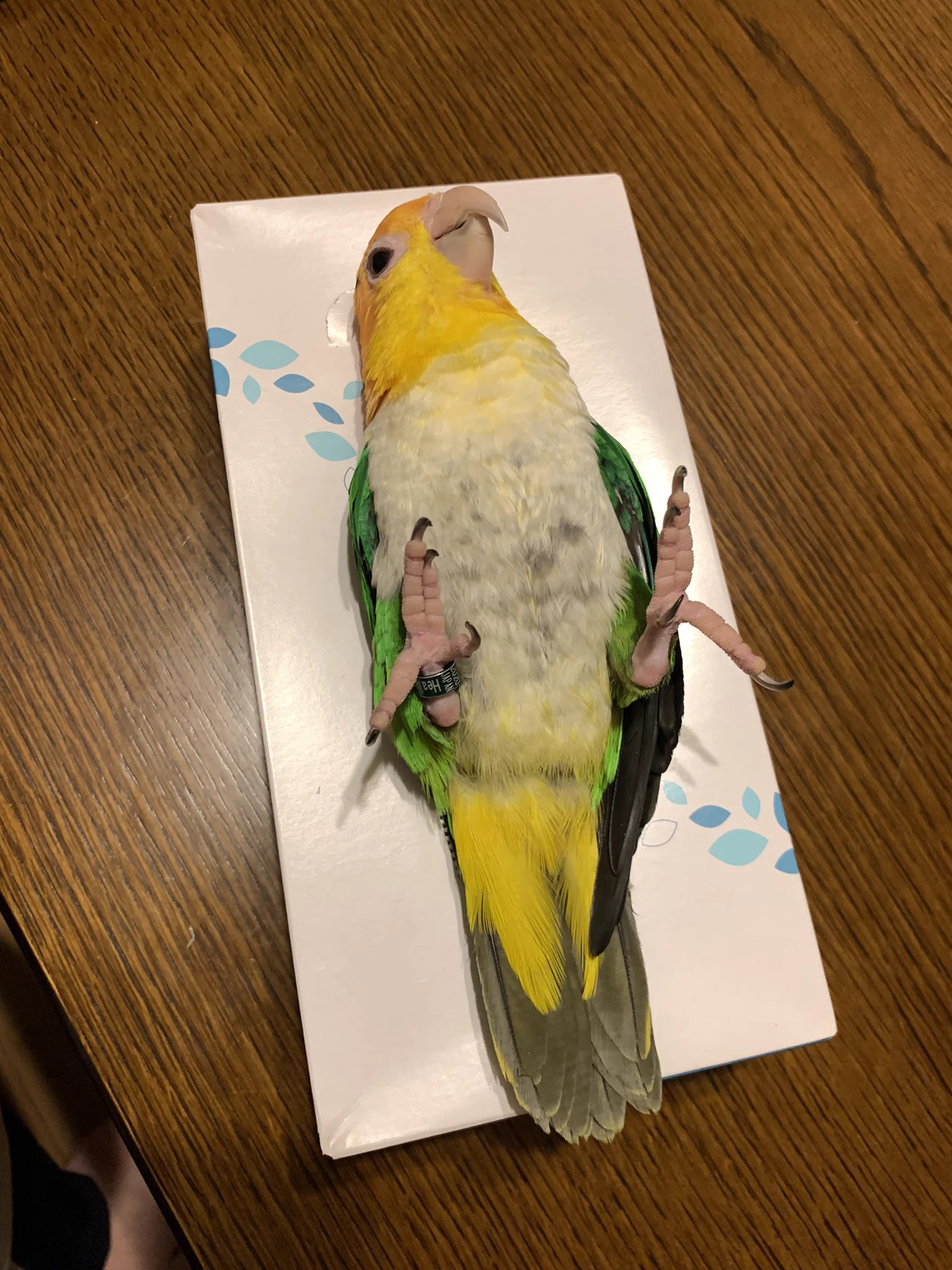何してるんだろ？一瞬ドキッとするインコの姿！ｗｗ