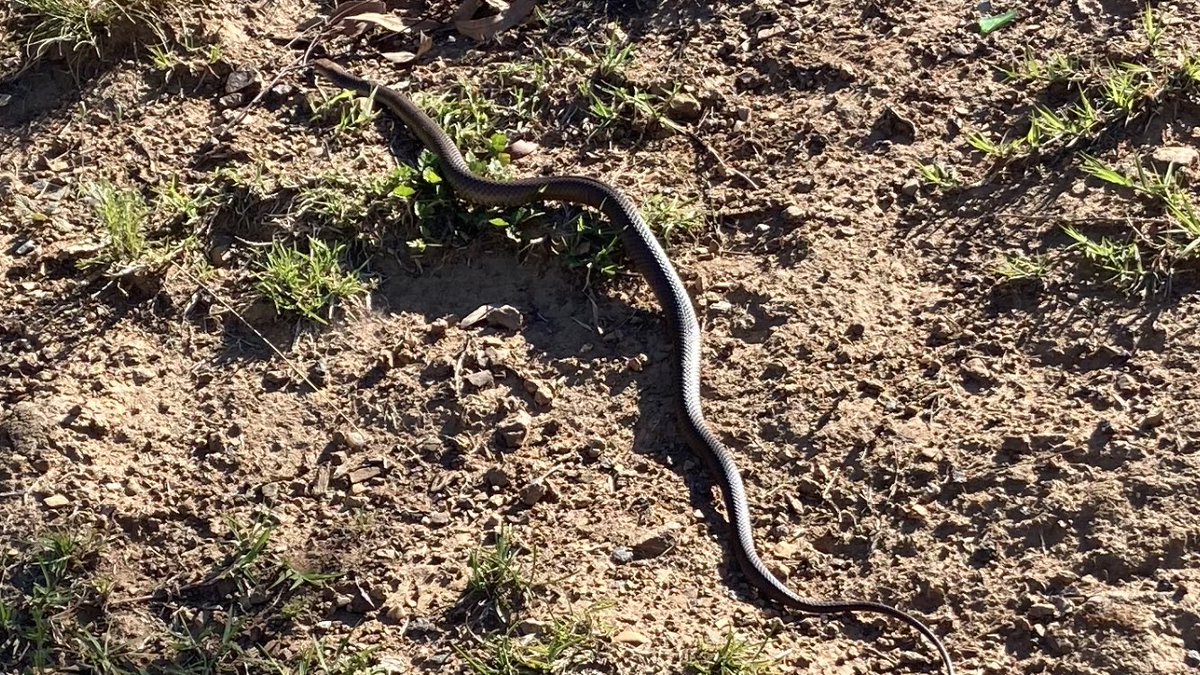 HoskingDavidJ's tweet photo. Double reptile encounter on my Red Hill run today…freaky but also kinda cool 😨 https://t.co/FL0RrAeT8l