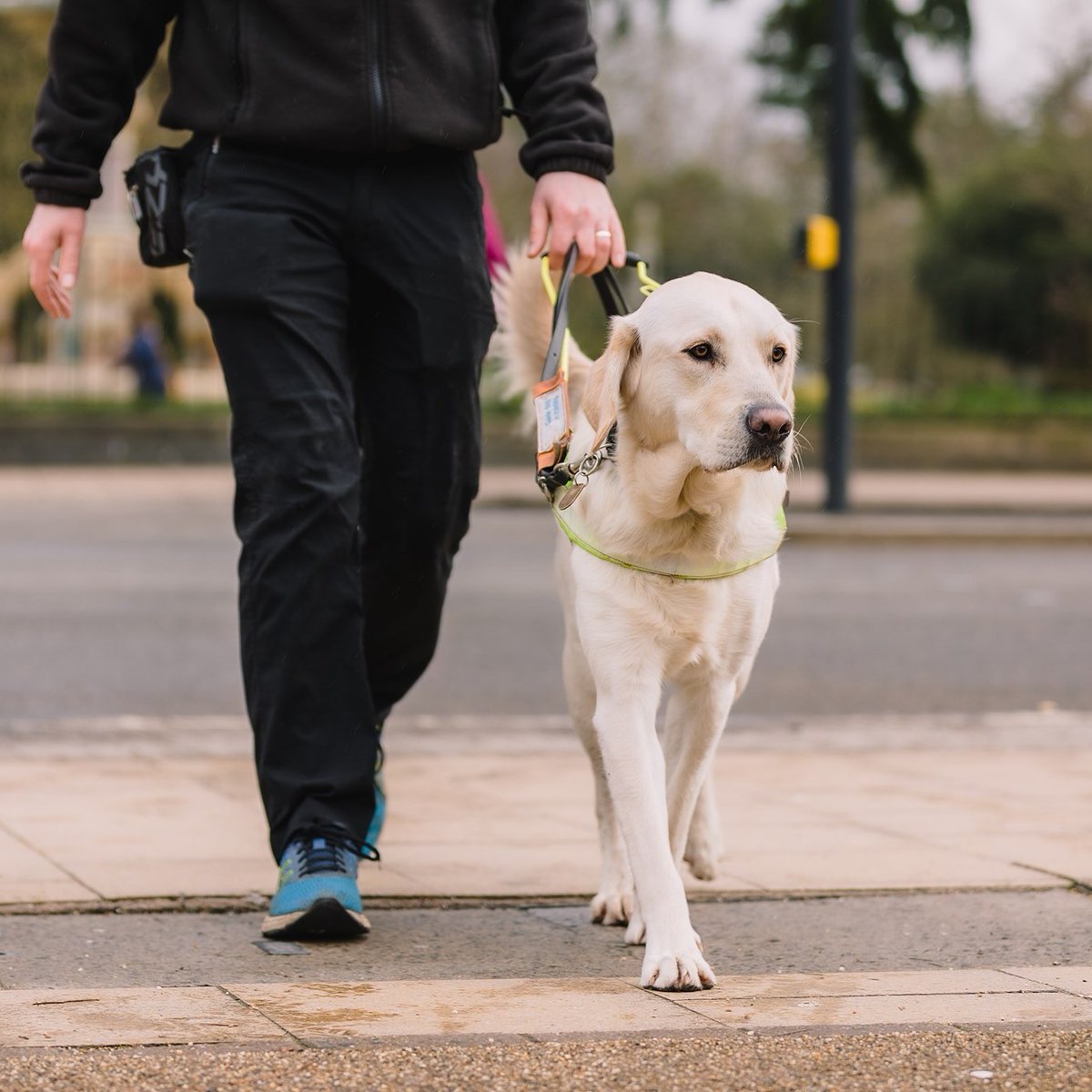 В петербурге мужчина похитил собаку. Хищение собаки. Песочница собака. Хищение собаки. Пес журналистка.