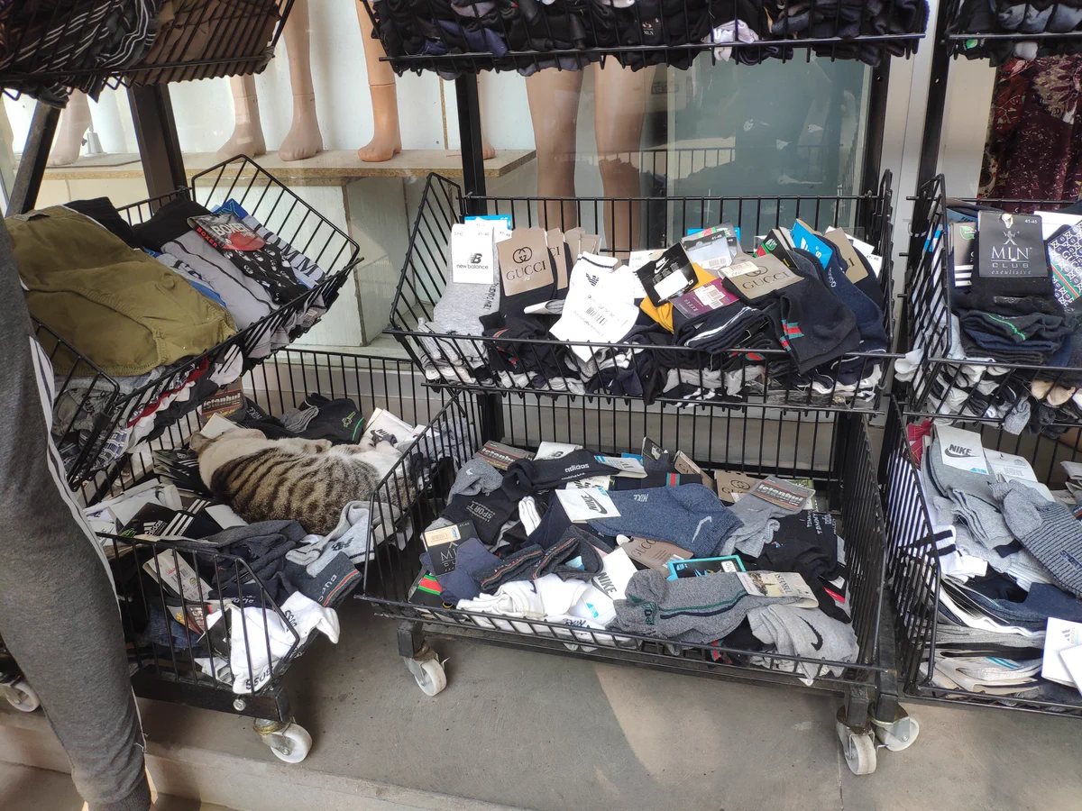 靴下を買いに行ったら…。意外な場所で猫に遭遇！？