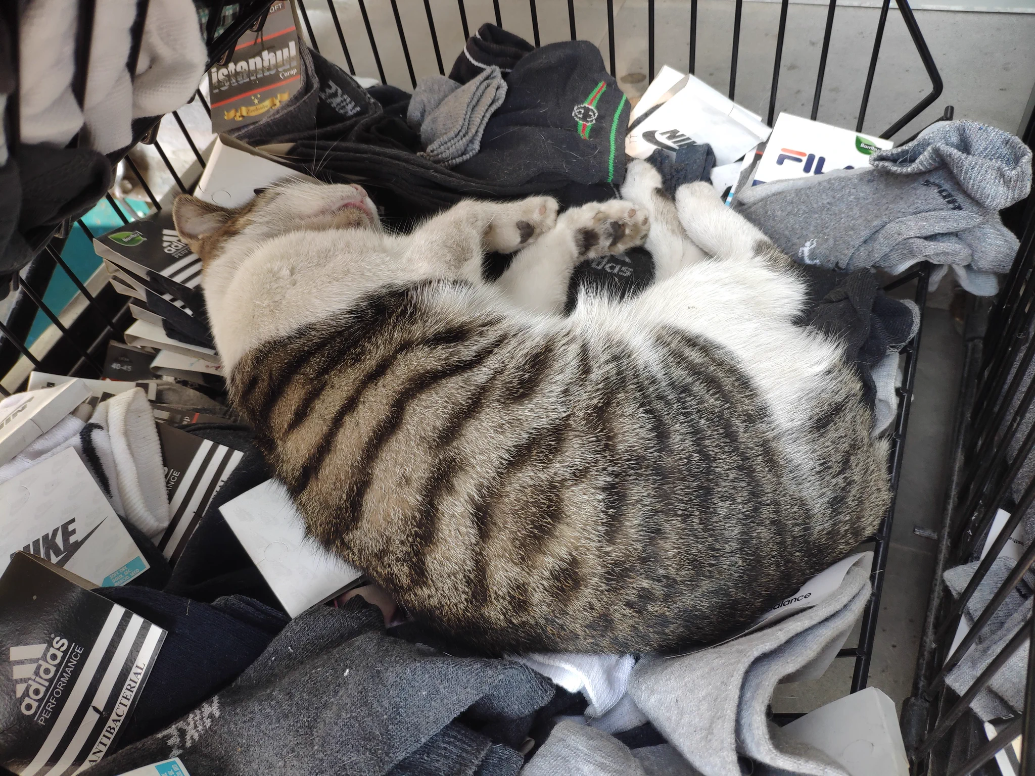 靴下を買いに行ったら…。意外な場所で猫に遭遇！？