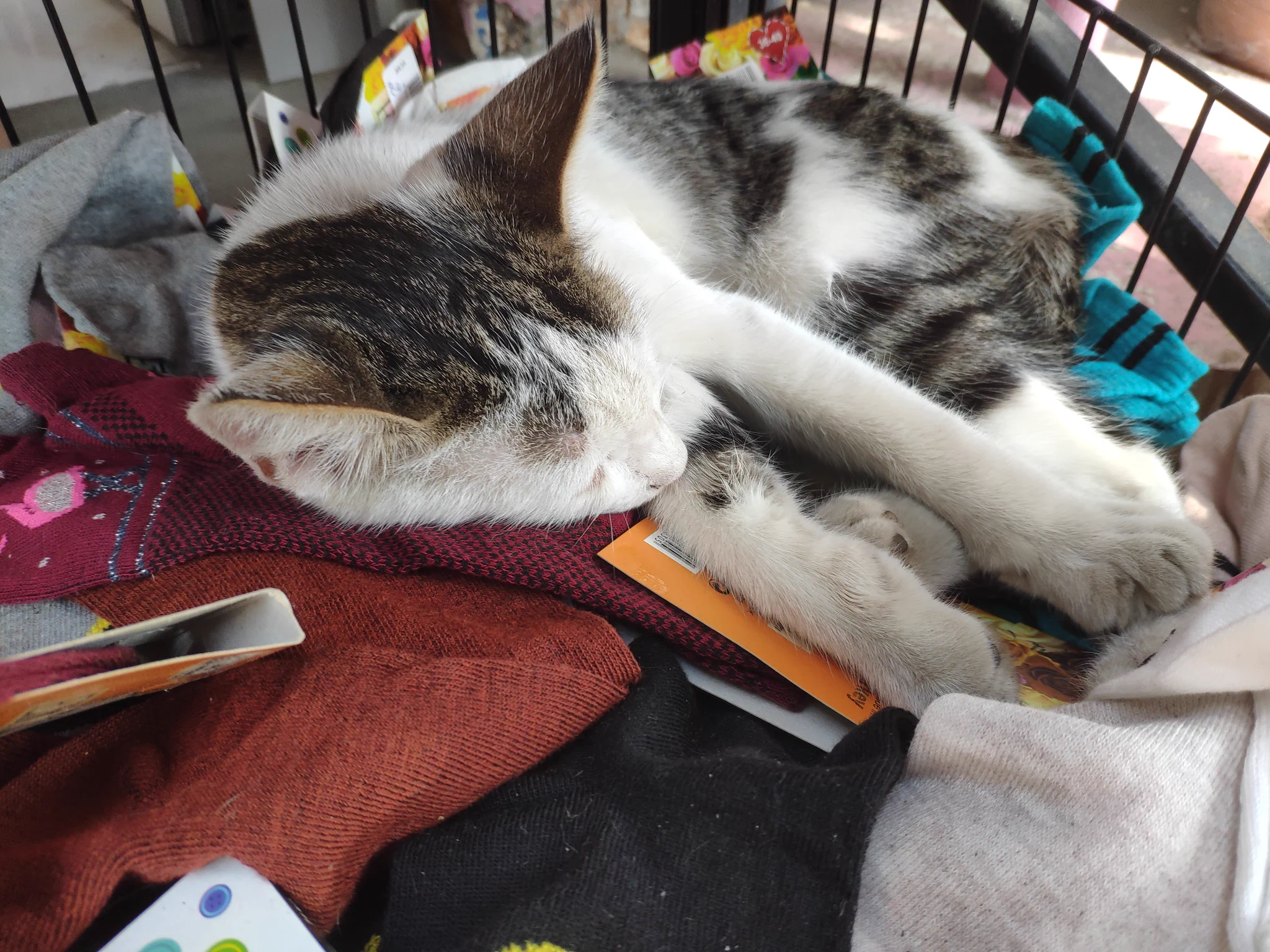 靴下を買いに行ったら…。意外な場所で猫に遭遇！？
