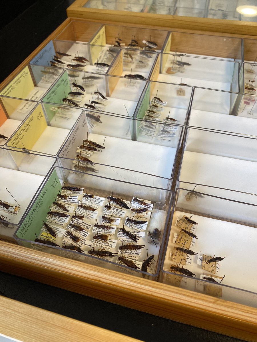 sgselvantharan's tweet photo. Curating our Dermaptera collection @NHM_Denmark https://t.co/Rfq8GPDaQS