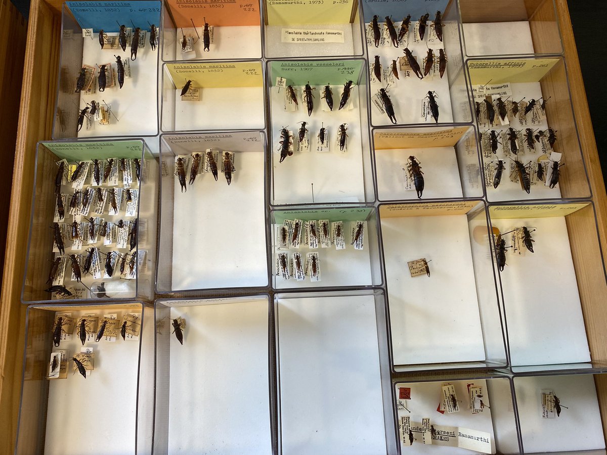 sgselvantharan's tweet photo. Curating our Dermaptera collection @NHM_Denmark https://t.co/Rfq8GPDaQS