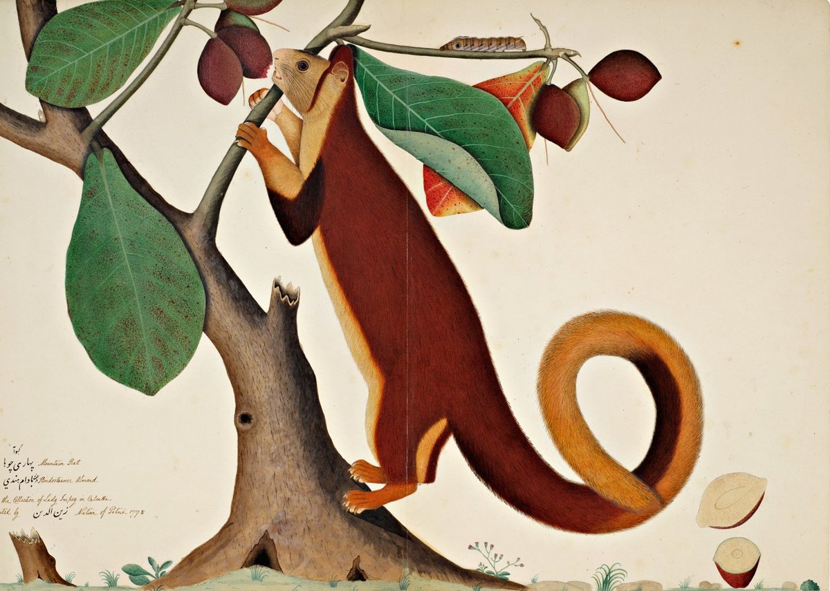 ssharadmohhan's tweet photo. Carlton Rochell sale of #CompanyPainting at @Sothebys ends today. This #ImpeyAlbum 'Malabar Giant Squirrel in an Almond Tree' #Calcutta painting by #ForgottenMasters Sheikh Zayn al-Din of #Patna dated 1788, fetched £ 620,000!
@DalrympleWill @ranjona @dpanikkar @Arthistorian18 https://t.co/8MvgGr4wiR