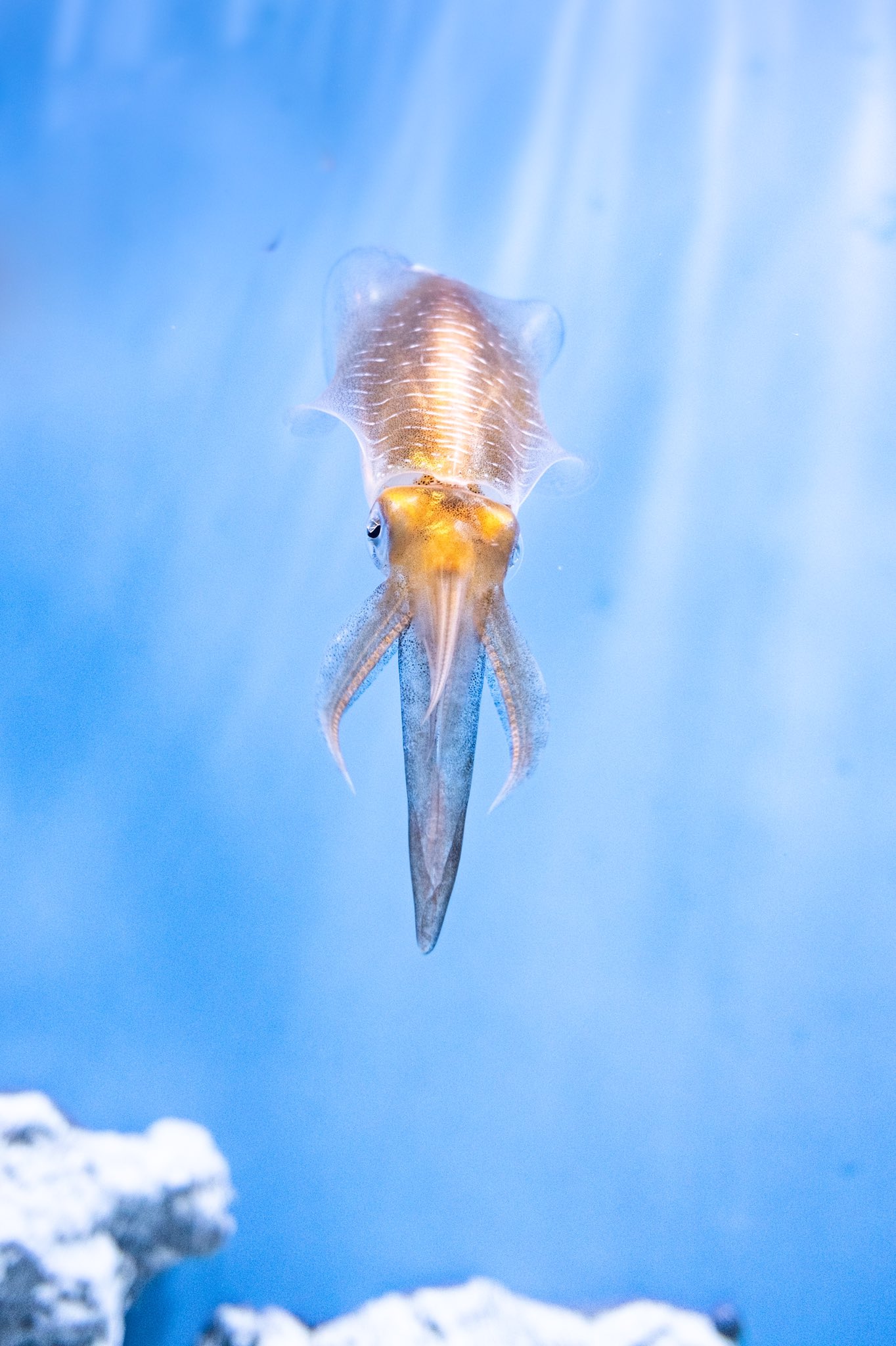 するまいか バレリーナみたいに泳ぐイカ 1日1イカ T Co Dgielawvsl Twitter