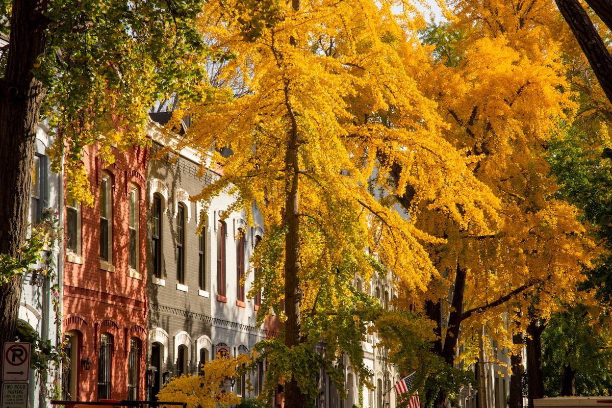 gweblaw's tweet image. Leaf peepers needn’t drive to the Shenandoah for one of the prettiest autumn moments: the falling of the ginkgo leaves. Read on to find out where you should you go for peak ginkgo? buff.ly/3CuWIf2 #DC #fallinDC #autumn #leaves #ginkgo #GinkgoGrove