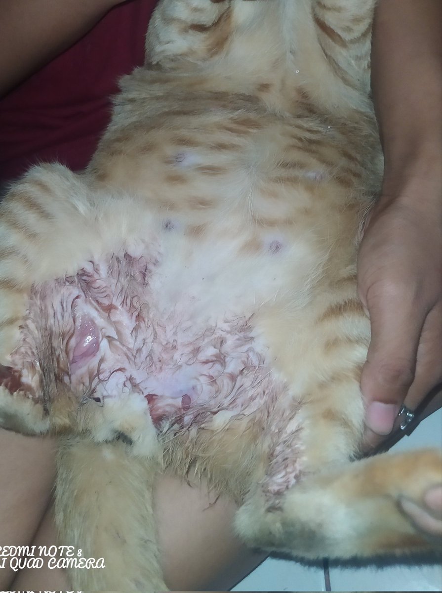 ขอความช่วยเหลือหน่อยนะคะพอดีน้องเป็นแผลขนาดใหญ่ไม่รู้ไปโดนอะไรมา ดูแผลแล้วจะต้องพาไปโรงพยาบาลแล้วตอนนี้น้องก็ท้องอยู่ด้วยเราเป็นห่วงน้องมากๆเลยค่ะ แต่เราไม่มีเงินพาน้องไปรักษา รบกวนขอความช่วยเหลือหน่อยนะคะ🙏🙏 #ทวิตดีคนรีน้อย #โควิด19