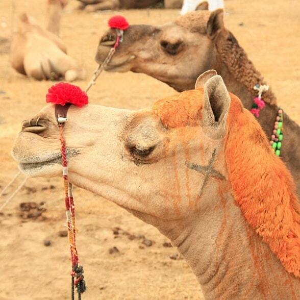 Did you know that every piece in our colourful collection is made by an independent designer from around the world? 🌍 Our global gang spans from Eswatini to India with lots of places in-between, and every product is handmade with soul and story 💥 So … instagr.am/p/CViGoM2MXfq/