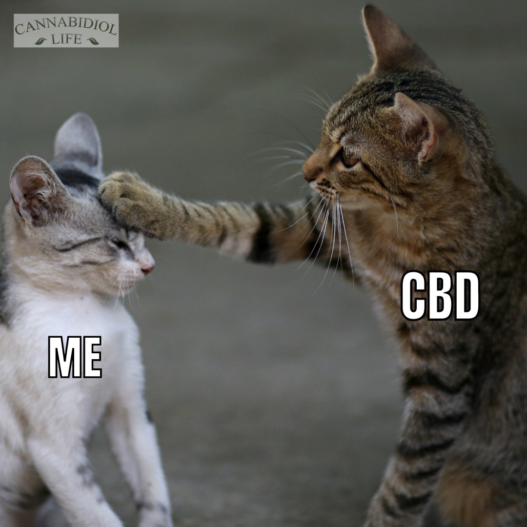CannabidiolLife's tweet photo. When your CBD just takes care of you.
https://t.co/ssFIxke38p
*
*
*
๐พ ๐พ ๐พ
#cbd #cbdmemes #memesfunny #memesdaliy #memesforfun #memeslove #memesaccount #qualitymemes #memesday #memestuff #weedmemesdaily https://t.co/Ecd22C5oSB