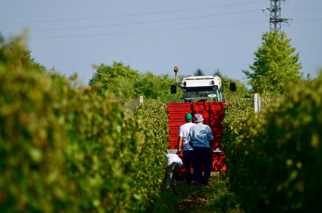 velis_vineyards's tweet photo. Here is to #Harvest2021! 🍇

We are thrilled about the exceptional quality of the grapes and the steady volumes we've yielded this year.

#thracianvalley #oldvines #finewine #vineyards #bulgarianwine #germanwine #velisvineyards #vintage https://t.co/A53fV5ekJ9