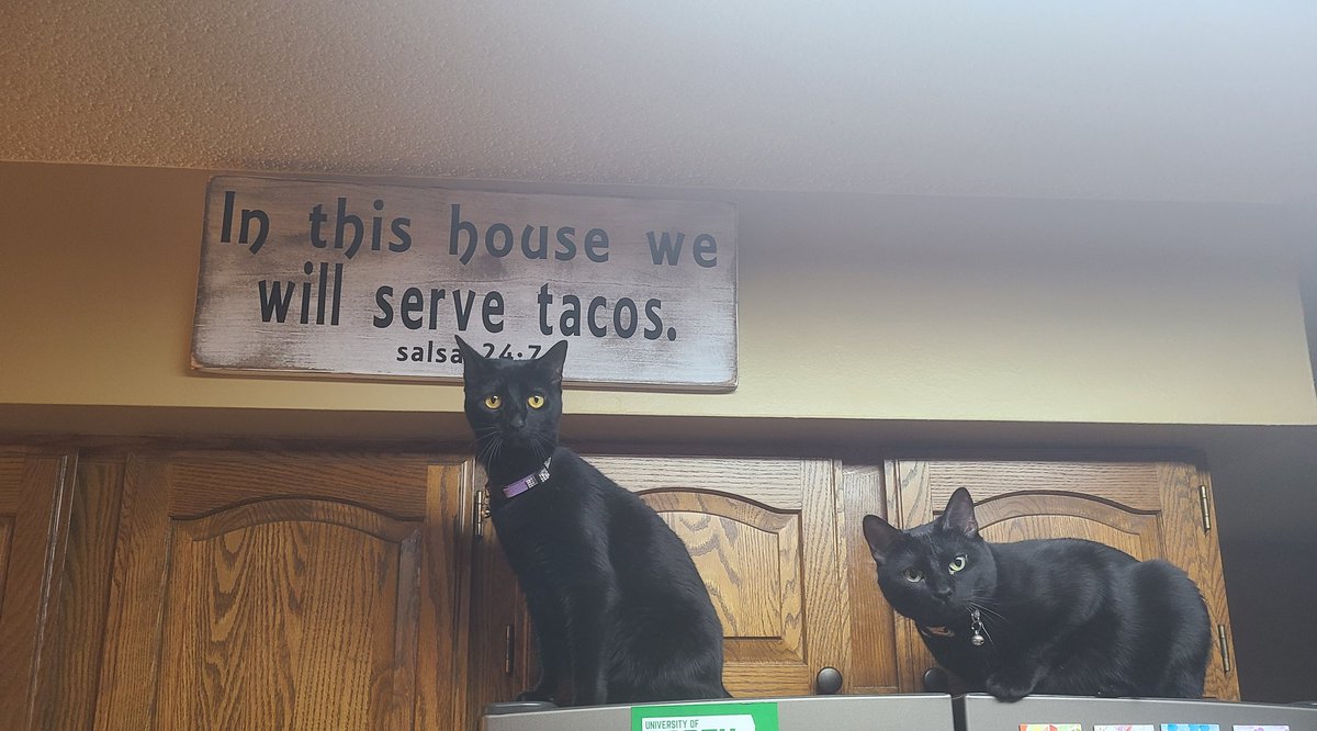 Beekeepers_Wife's tweet photo. Today is #nationalblackcatday let me see your cats!! Here are mine https://t.co/Na006Abr0s
